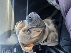 Old englisch Bulldog Rüde mit Ahnentafel