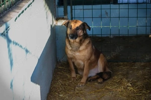 *MAILA* - die Hündin ist noch zurückhaltend und vorsichtig