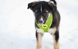 Lobella wartet auf ihre Familie Bild 3