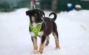 Lobella wartet auf ihre Familie Bild 4