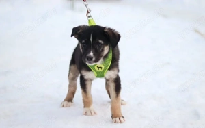 Lobella wartet auf ihre Familie Bild 2
