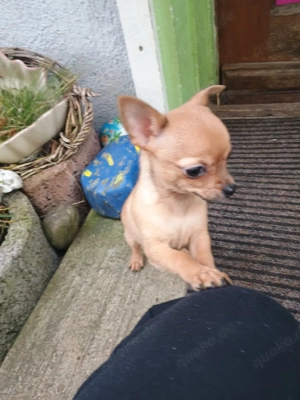 Chihuahua Reinrassig 