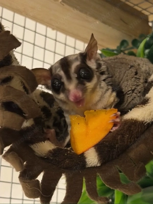 4 Sugar Glider in liebevollen Händen abzugeben