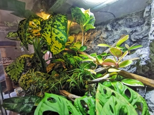 Terrarium komplett eingerichtet 80x50x80cm