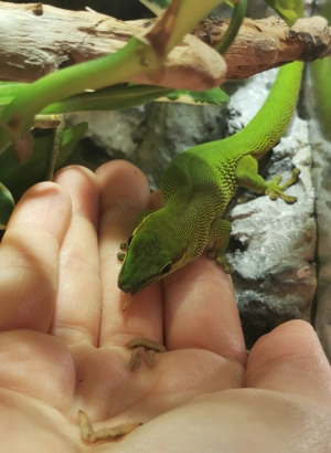 Phelsuma Madagascariensis Madagascariensis 0.1 