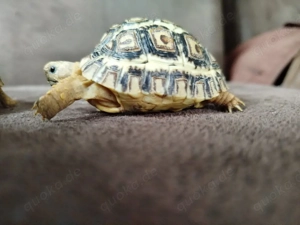 Pantherschildkröten , Schildkröte, Landschildkröte 