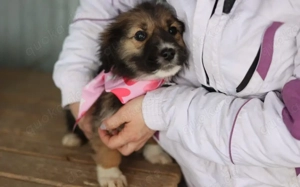 Yomee - Hundemädchen sucht Zuhause