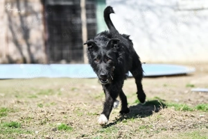 Zsivany, zzt. in Ungarn, hübscher Bub in der Black Edition