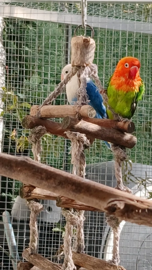 Agaponoiden abzugeben