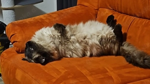 Ragdoll Kater