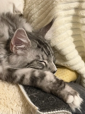 Maine Coon Schönheit mit Stammbaum   Platz vor Preis