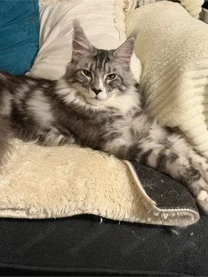 Maine Coon Schönheit mit Stammbaum   Platz vor Preis Bild 2