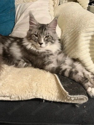 Maine Coon Schönheit mit Stammbaum   Platz vor Preis Bild 3