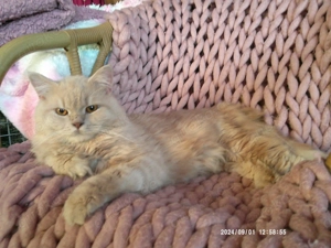 Ausnahmeschöner(!) creme(!) gestromter(!) Angora-Jungkater abzugeben! Platz vor Preis!