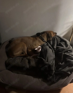 SUCHEN ältere Sphynx Katze  Bild 3
