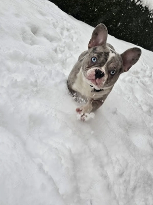 französische bulldogge Merle