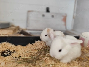 Zwergkaninchen Zwergwidder 