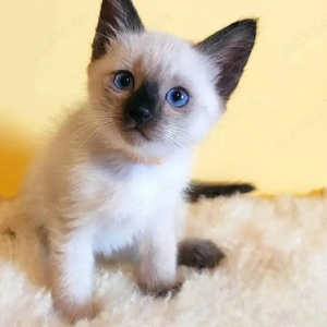 Menschenbezogene Siamkitten   kuschelige Wohnungskatzen suchen ein Zuhause, Abgabe am 7. und 8. März