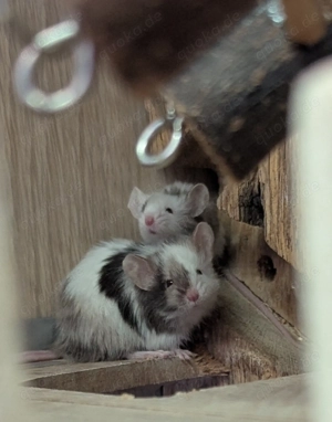 Noch 3 junge Langhaar Farbmäuse abzugeben 