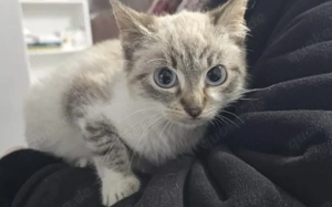 Suska sucht artgerechtes Zuhause