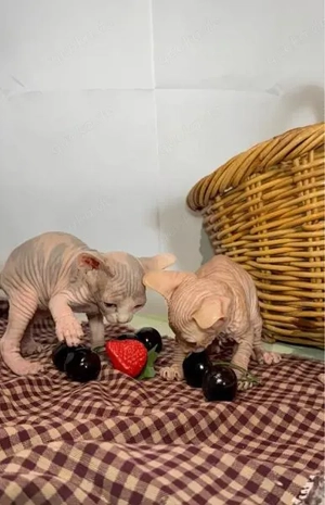 Reinrassiges Sphynx-Kätzchen   In liebevoller Familienaufzucht