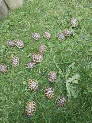 Griechische Baby Landschildkröten 