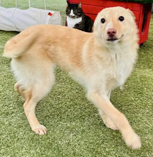 Zuckersüßes Hundemädchen Lesedi