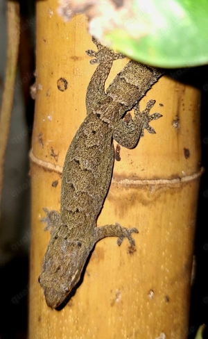  Jungferngeckos (Lepidodactylus lugubris)