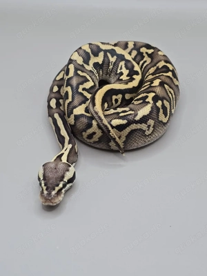 Königspython 1.0 Firefly Phantom poss het.Clown 