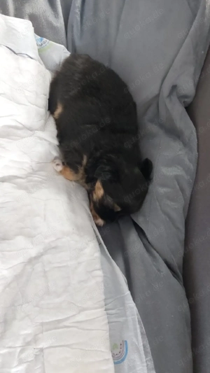 verkaufe Chihuahua welpen 