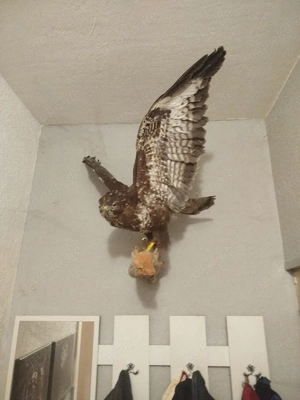 Mäusebussard Präparat Tierpräparat Trophäe Taxidermy ausgestopft Vogel