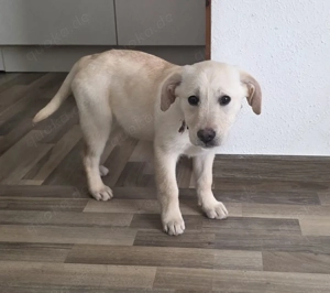 Labrador-Hündin