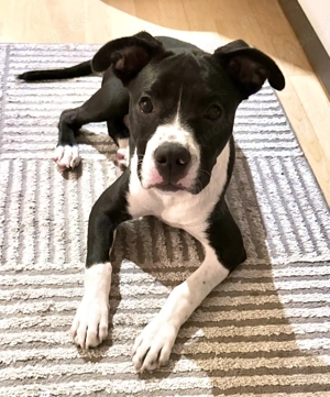 Liebevolles Zuhause gesucht für Fritz