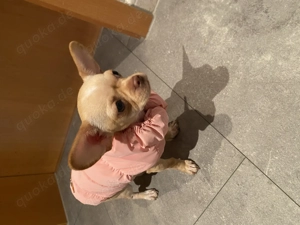 Chihuahua Mädchen 5 Monate 