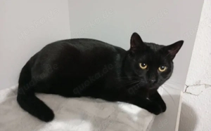 Schwarze Schönheit Marcel