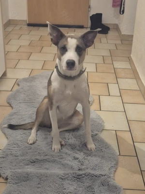 1 jährige Hündin sucht kuschelplatz