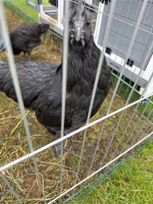 Ayam Cemani Hahn Bild 2