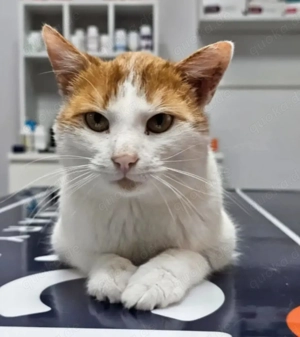 Forest Gechillter Schmusekater sucht ruhige Familie mit freundlichem Kumpel