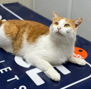 Forest Gechillter Schmusekater sucht ruhige Familie mit freundlichem Kumpel