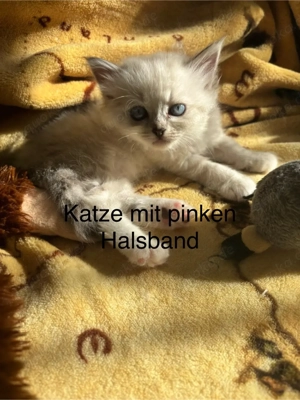 Langhaar Mischling Persermix Neva, Mascarade