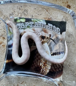 Hakennasennatter (Heterodon nasicus)   Yeti (Snow Conda) Weibchen