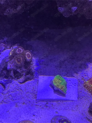 chalice master koralle  Bild 2