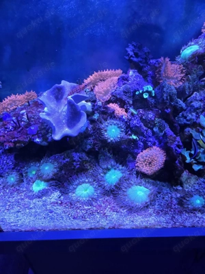 Korallen Sandanemonen 