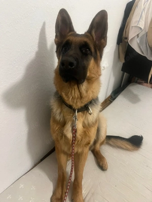 Schäferhund 9 monate alt sucht neues zuhause