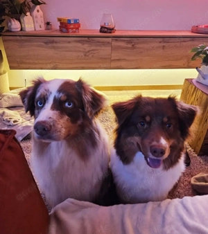 Australian Shepherd Welpen