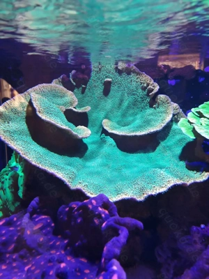 Koralle Montipora Crazy T ca.40-45cm in Durchmesser