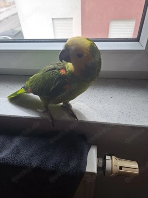 Blaustirnamazone männlich