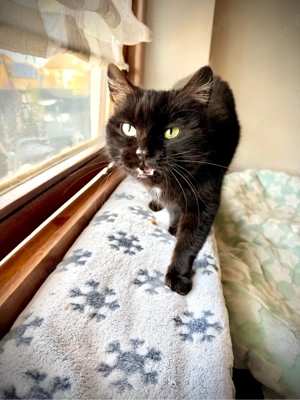 siam mix katzen dame 3 jahre 