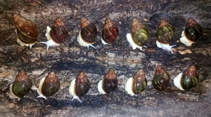 Archachatina Rhodostoma, Achatschnecken
