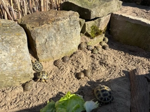 Schildkröte Schildkröten Steppenschildkröte Vierzehen Landschildkröte Schlupf 2024 und 2025 
